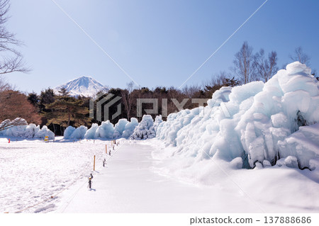 西湖野鳥森林公園、西湖冰樹節、富士河口湖町 西湖野鳥森林公園、西湖冰樹節、富士河口湖町 137888686