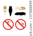 Illustration of a rice pest, the planthopper. 137888899