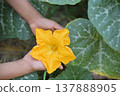hand hold pumpkin flowers in organic plant farm 137888905