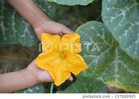 hand hold pumpkin flowers in organic plant farm hand hold pumpkin flowers in organic plant farm 137888905