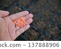hand hold cucumber seeds for planting in tray 137888906
