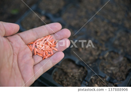 hand hold cucumber seeds for planting in tray hand hold cucumber seeds for planting in tray 137888906
