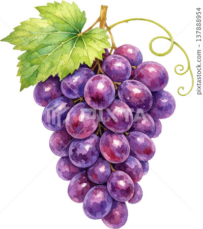 一幅水彩插畫，描繪了新鮮的紫色葡萄和綠色的葉子。 137888954