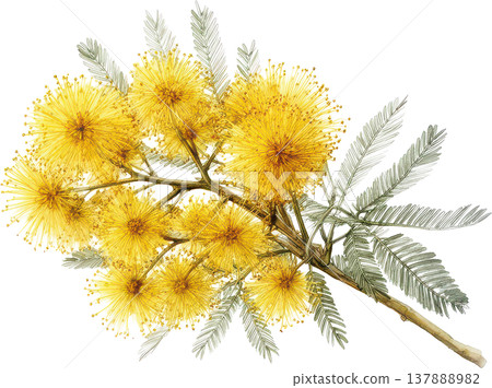 一幅精緻的水彩植物畫，描繪了明亮的黃色含羞草花和葉子。 137888982