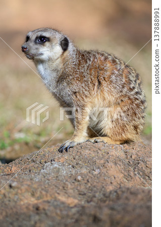 貓鼬的目光投向了遙遠的遠方。 137888991