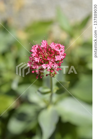 Red valerian Red valerian 137889030