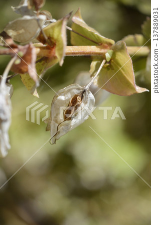 Monkey flower 137889031