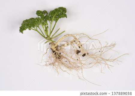 Parsley plant with green leaves and visible root system Parsley plant with green leaves and visible root system 137889038