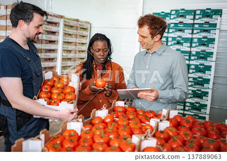 Agricultural workers inspecting fresh tomatoes for quality control 137889063
