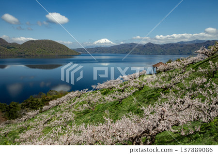 The plum grove in full bloom at Sobetsu Park The plum grove in full bloom at Sobetsu Park 137889086