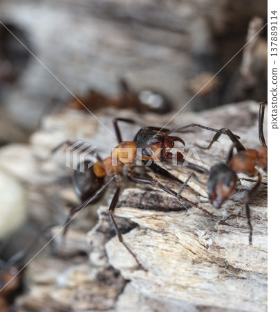 big red forest ant in natural habitat big red forest ant in natural habitat 137889114
