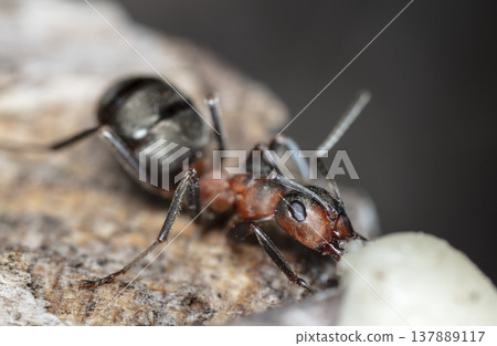 big red forest ant in natural habitat 137889117