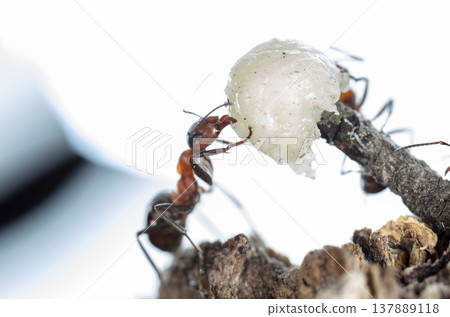 big red forest ant in natural habitat big red forest ant in natural habitat 137889118