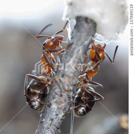 big red forest ant in natural habitat big red forest ant in natural habitat 137889119