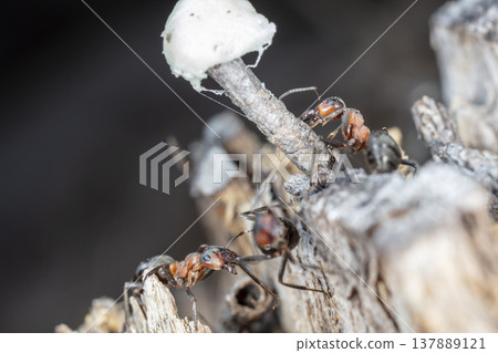 big red forest ant in natural habitat 137889121