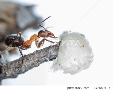 big red forest ant in natural habitat 137889123