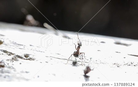 big red forest ant in natural habitat 137889124