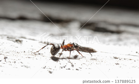 big red forest ant in natural habitat 137889125
