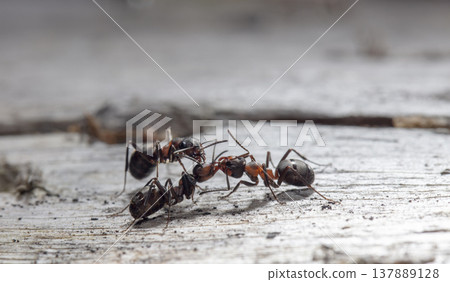 big red forest ant in natural habitat big red forest ant in natural habitat 137889128