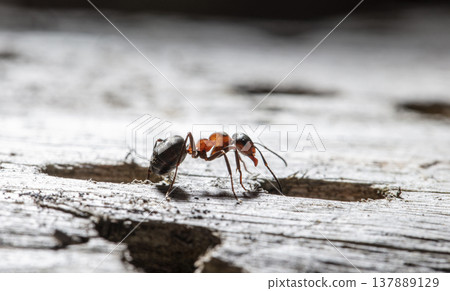 big red forest ant in natural habitat 137889129