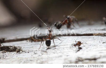 big red forest ant in natural habitat big red forest ant in natural habitat 137889130