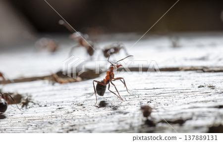 big red forest ant in natural habitat 137889131