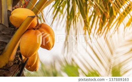 Coconuts hang from a palm tree in a tropical area. The sun shines through the leaves, creating a bright scene. The yellow coconuts stand out against the green palm fronds. High quality photo 137889163
