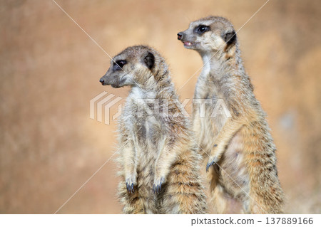 Meerkats looking into the distance and meerkats looking up close 137889166