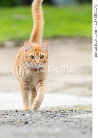 A ginger tabby cat is walking along a path outdoors. The cat has its tail raised. Green grass and clear skies are in the background. It is a sunny day in a natural setting. High quality photo 137889170