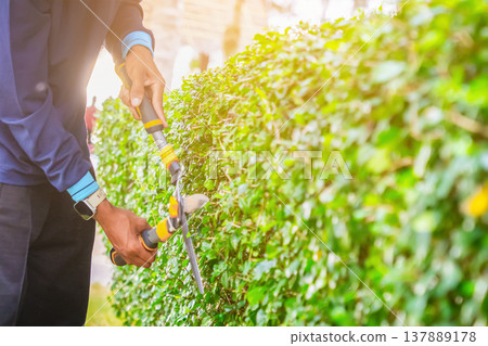 A gardener uses scissors to prune a large green hedge in a garden. The activity takes place in daylight. The garden is well-maintained with other greenery around. High quality photo A gardener uses scissors to prune a large green hedge in a garden. The activity takes place in daylight. The garden is well-maintained with other greenery around. High quality photo 137889178