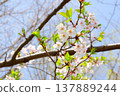 Somei Yoshino cherry trees are beginning to show their leaves. Somei Yoshino cherry trees are beginning to show their leaves. 137889244