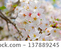 Cherry blossoms in full bloom (Some Yoshino) Cherry blossoms in full bloom (Some Yoshino) 137889245