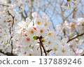 Close-up of Yoshino cherry tree Close-up of Yoshino cherry tree 137889246