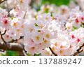 Cherry blossoms in full bloom (Some Yoshino) Cherry blossoms in full bloom (Some Yoshino) 137889247