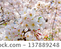 Cherry blossoms (Somei Yoshino) in full bloom Cherry blossoms (Somei Yoshino) in full bloom 137889248