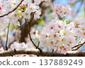 Close-up of cherry blossoms (Yoshino cherry tree) Close-up of cherry blossoms (Yoshino cherry tree) 137889249
