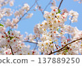 Cherry blossoms (Somei Yoshino) stand out against the blue sky. Cherry blossoms (Somei Yoshino) stand out against the blue sky. 137889250