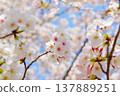 Cherry blossoms (Somei Yoshino) bathed in the spring sunshine Cherry blossoms (Somei Yoshino) bathed in the spring sunshine 137889251