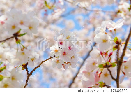 Cherry blossoms (Somei Yoshino) bathed in the spring sunshine Cherry blossoms (Somei Yoshino) bathed in the spring sunshine 137889251