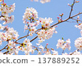 Cherry blossoms (Somei Yoshino) shining in the blue sky Cherry blossoms (Somei Yoshino) shining in the blue sky 137889252