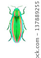 Illustration of jewel beetle 137889255