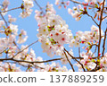 Cherry blossoms (Somei Yoshino) stand out against the blue sky. Cherry blossoms (Somei Yoshino) stand out against the blue sky. 137889259