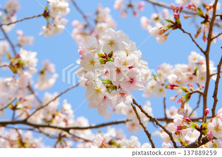 Cherry blossoms (Somei Yoshino) stand out against the blue sky. Cherry blossoms (Somei Yoshino) stand out against the blue sky. 137889259