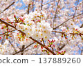Cherry blossoms in full bloom (Some Yoshino) Cherry blossoms in full bloom (Some Yoshino) 137889260
