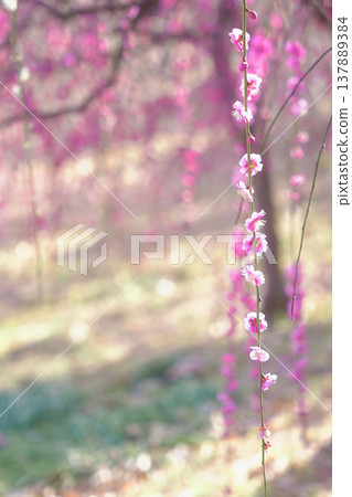 Weeping plum blossoms in full bloom, bathed in the spring sunshine. Weeping plum blossoms in full bloom, bathed in the spring sunshine. 137889384