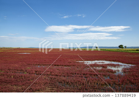 一片珊瑚草 一片珊瑚草 137889419