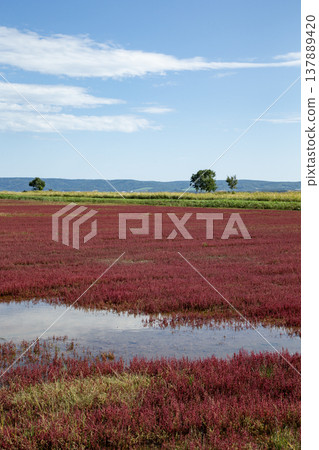 一片珊瑚草 一片珊瑚草 137889420