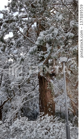 神社的樹木被雪覆蓋著。 神社的樹木被雪覆蓋著。 137889559