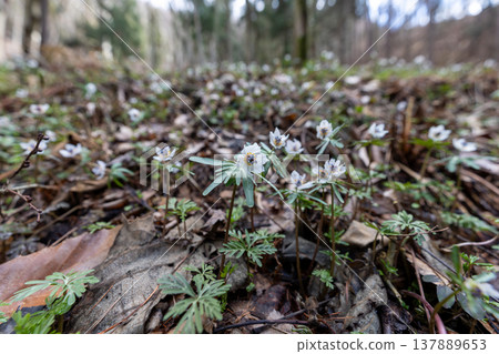 一簇早春花朵,節分草(Eranthis pinnatifida)6 一簇早春花朵,節分草(Eranthis pinnatifida)6 137889653