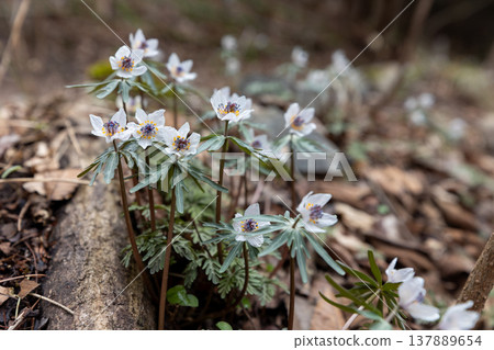 一簇早春花朵，節分草（Eranthis pinnatifida）7 137889654